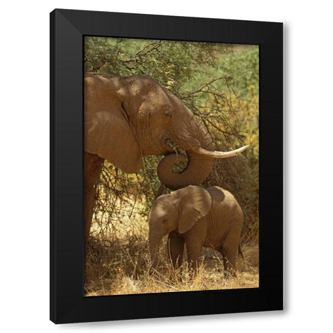 Kenya, Samburu NP African Elephant with her baby Black Modern Wood Framed Art Print with Double Matting by Grall, Don
