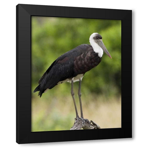 Kenya Abdims stork perched on branch Black Modern Wood Framed Art Print with Double Matting by Williams, Joanne