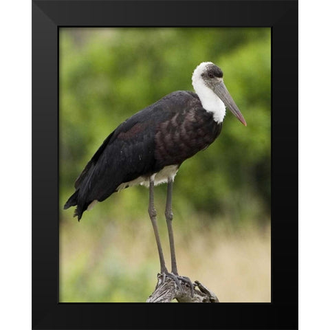 Kenya Abdims stork perched on branch Black Modern Wood Framed Art Print by Williams, Joanne