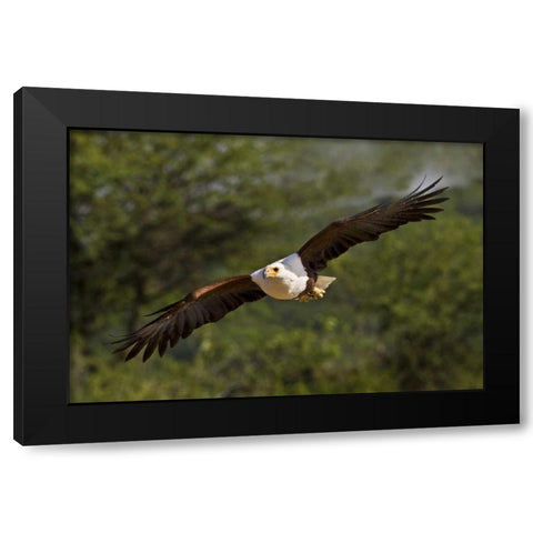 Kenya Fish eagle in flight Black Modern Wood Framed Art Print by Williams, Joanne