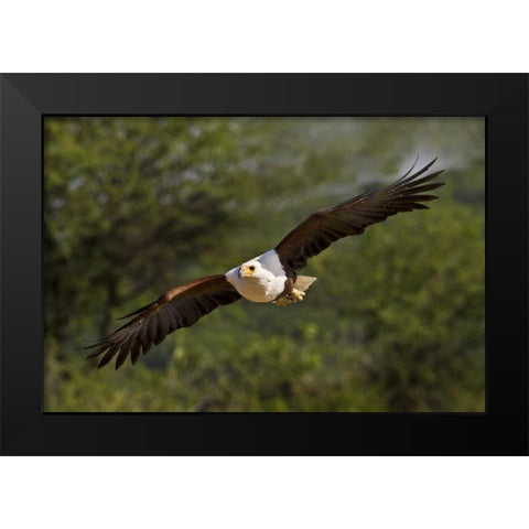Kenya Fish eagle in flight Black Modern Wood Framed Art Print by Williams, Joanne