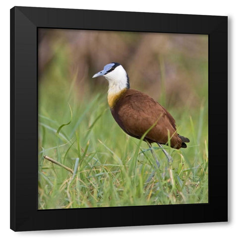 Kenya Close-up of jacana bird in grass Black Modern Wood Framed Art Print with Double Matting by Williams, Joanne
