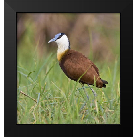 Kenya Close-up of jacana bird in grass Black Modern Wood Framed Art Print by Williams, Joanne