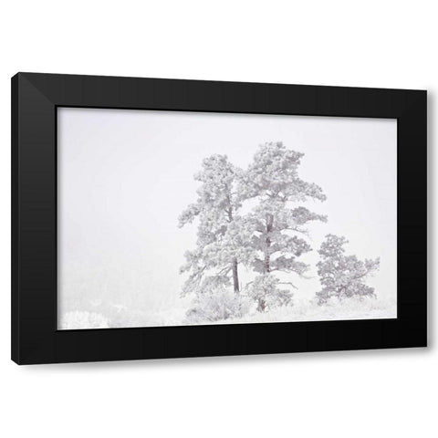 CO, Ute Pass Hoarfrost coats vegetation Black Modern Wood Framed Art Print by Grall, Don