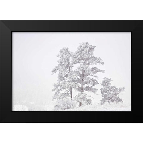 CO, Ute Pass Hoarfrost coats vegetation Black Modern Wood Framed Art Print by Grall, Don