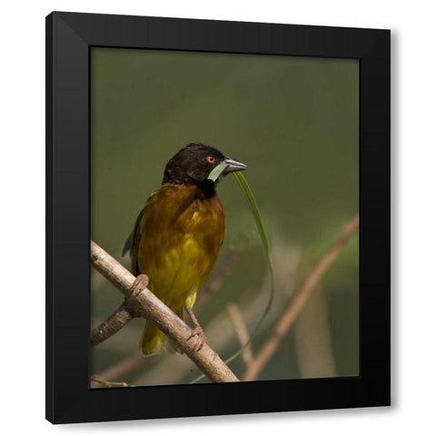 Kenya Brown-capped weaver bird and nest material Black Modern Wood Framed Art Print with Double Matting by Williams, Joanne