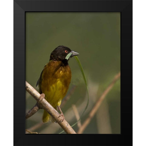 Kenya Brown-capped weaver bird and nest material Black Modern Wood Framed Art Print by Williams, Joanne