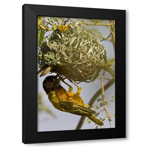 Kenya Brown-capped weaver bird building nest Black Modern Wood Framed Art Print by Williams, Joanne