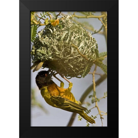 Kenya Brown-capped weaver bird building nest Black Modern Wood Framed Art Print by Williams, Joanne