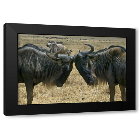 Kenya Two wildebeest begin confrontation Black Modern Wood Framed Art Print by Williams, Joanne