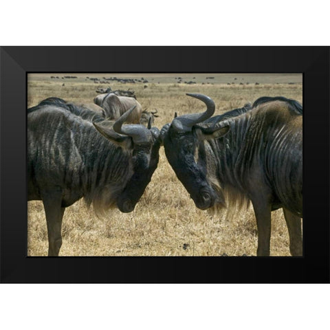 Kenya Two wildebeest begin confrontation Black Modern Wood Framed Art Print by Williams, Joanne