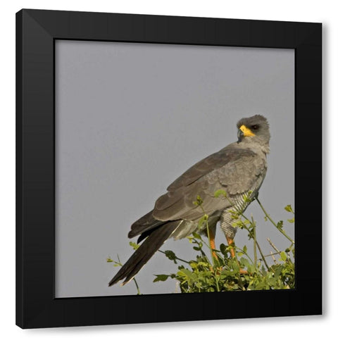 Kenya Close-up of Chanting Goshawk on bush Black Modern Wood Framed Art Print by Williams, Joanne