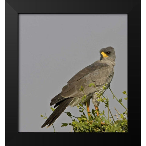 Kenya Close-up of Chanting Goshawk on bush Black Modern Wood Framed Art Print by Williams, Joanne