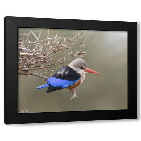 Kenya Gray-headed kingfisher perched on limb Black Modern Wood Framed Art Print with Double Matting by Williams, Joanne
