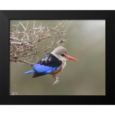 Kenya Gray-headed kingfisher perched on limb Black Modern Wood Framed Art Print by Williams, Joanne