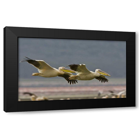 Kenya Pair of great white pelicans gliding Black Modern Wood Framed Art Print by Williams, Joanne