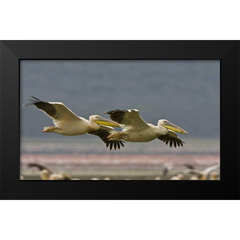 Kenya Pair of great white pelicans gliding Black Modern Wood Framed Art Print by Williams, Joanne