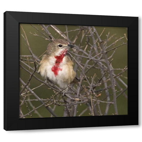 Kenya Rosy-patched bushshrike bird on tree limbs Black Modern Wood Framed Art Print with Double Matting by Williams, Joanne