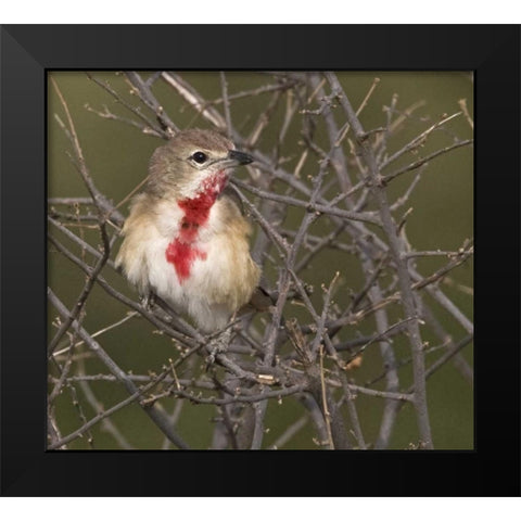 Kenya Rosy-patched bushshrike bird on tree limbs Black Modern Wood Framed Art Print by Williams, Joanne
