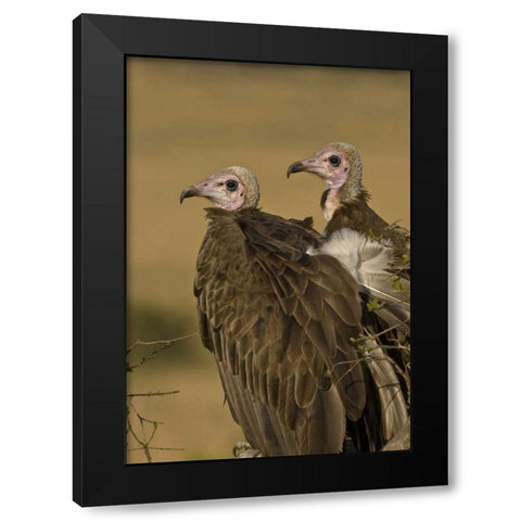 Kenya Profile of two lappet-faced vultures Black Modern Wood Framed Art Print with Double Matting by Williams, Joanne