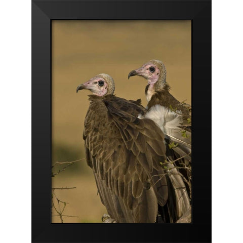 Kenya Profile of two lappet-faced vultures Black Modern Wood Framed Art Print by Williams, Joanne