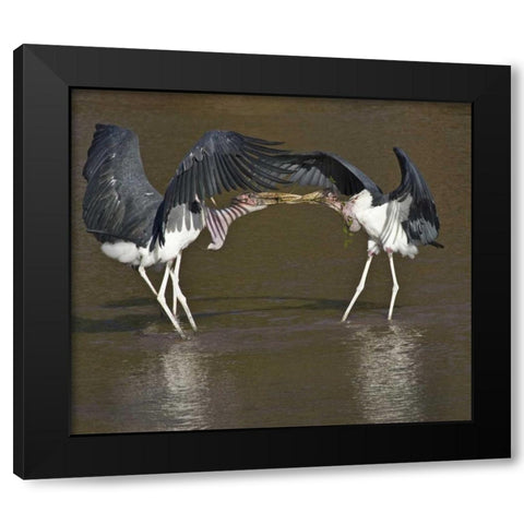 Kenya Marabou storks with nesting material Black Modern Wood Framed Art Print with Double Matting by Williams, Joanne