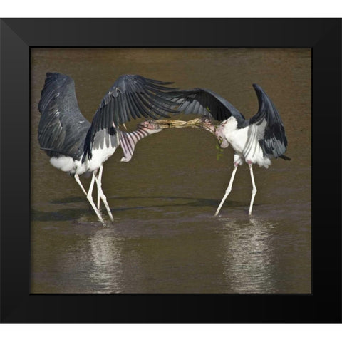 Kenya Marabou storks with nesting material Black Modern Wood Framed Art Print by Williams, Joanne