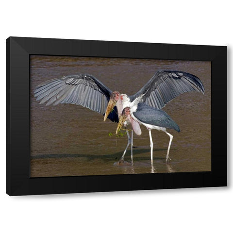 Kenya Pair of marabou storks in shallow water Black Modern Wood Framed Art Print by Williams, Joanne