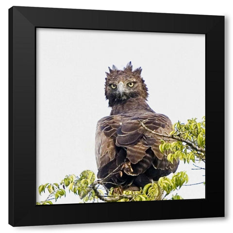 Kenya Martial eagle perched on tree limb Black Modern Wood Framed Art Print by Williams, Joanne