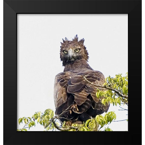 Kenya Martial eagle perched on tree limb Black Modern Wood Framed Art Print by Williams, Joanne