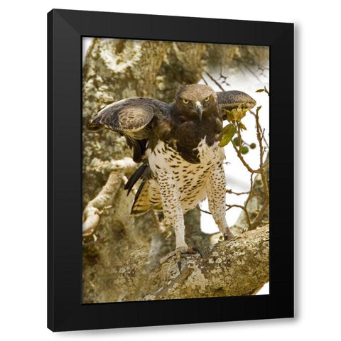 Kenya Martial eagle standing on tree limb Black Modern Wood Framed Art Print by Williams, Joanne