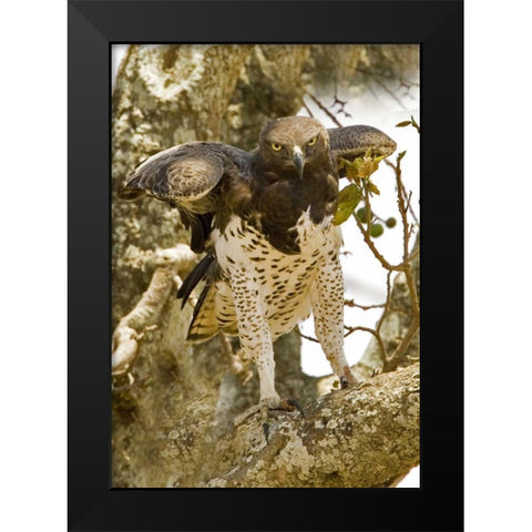 Kenya Martial eagle standing on tree limb Black Modern Wood Framed Art Print by Williams, Joanne