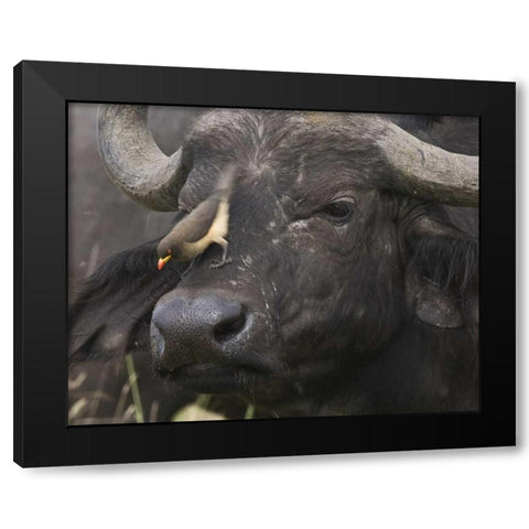Kenya Oxpecker bird on nose of water buffalo Black Modern Wood Framed Art Print by Williams, Joanne