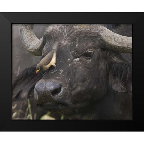 Kenya Oxpecker bird on nose of water buffalo Black Modern Wood Framed Art Print by Williams, Joanne