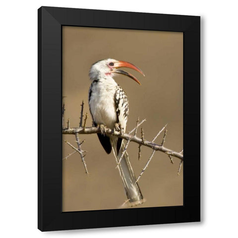 Kenya Red-billed hornbill bird on thorny tree Black Modern Wood Framed Art Print by Williams, Joanne