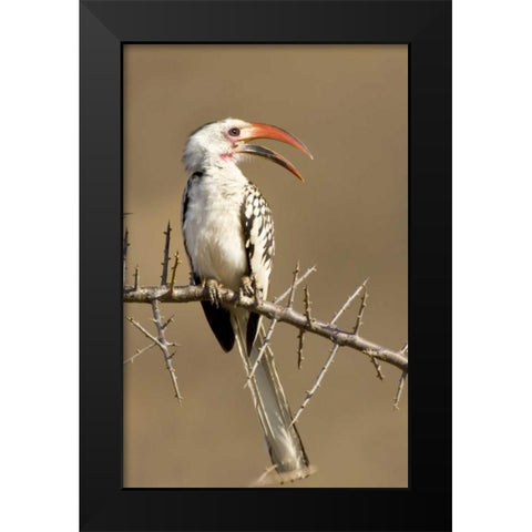 Kenya Red-billed hornbill bird on thorny tree Black Modern Wood Framed Art Print by Williams, Joanne