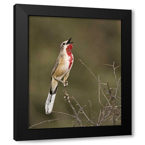 Kenya Singing rosy-patched bushshrike bird Black Modern Wood Framed Art Print by Williams, Joanne