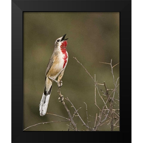 Kenya Singing rosy-patched bushshrike bird Black Modern Wood Framed Art Print by Williams, Joanne