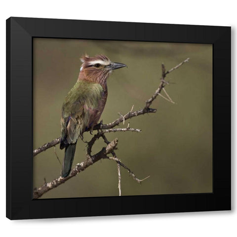 Kenya Rufous-crowned roller bird on limb Black Modern Wood Framed Art Print with Double Matting by Williams, Joanne