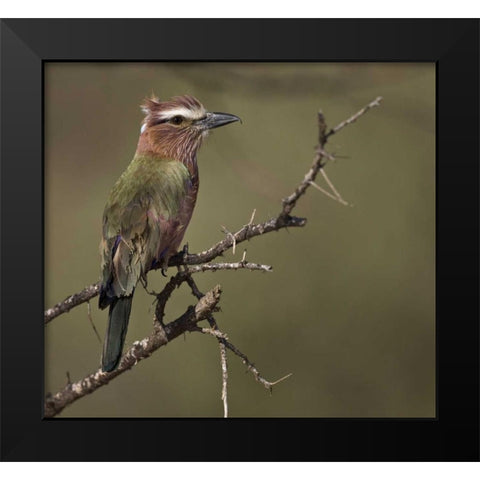 Kenya Rufous-crowned roller bird on limb Black Modern Wood Framed Art Print by Williams, Joanne