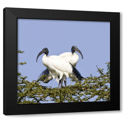 Kenya Pair of sacred ibis birds stand on limbs Black Modern Wood Framed Art Print by Williams, Joanne