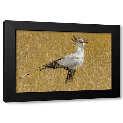 Kenya Secretary bird in tall grass Black Modern Wood Framed Art Print by Williams, Joanne