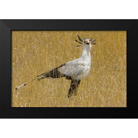 Kenya Secretary bird in tall grass Black Modern Wood Framed Art Print by Williams, Joanne