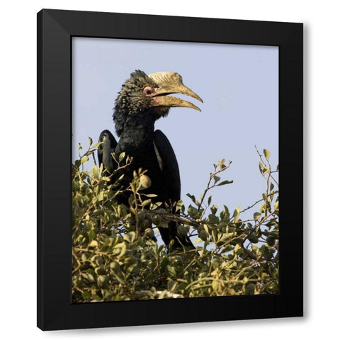 Kenya Silvery-cheeked hornbill bird in tree Black Modern Wood Framed Art Print with Double Matting by Williams, Joanne