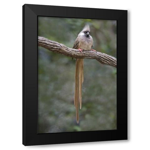Kenya Speckled mousebird sits on tree limb Black Modern Wood Framed Art Print with Double Matting by Williams, Joanne