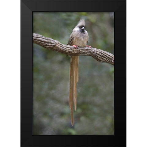 Kenya Speckled mousebird sits on tree limb Black Modern Wood Framed Art Print by Williams, Joanne