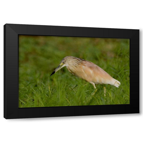 Kenya Squacco heron bird in green grass Black Modern Wood Framed Art Print with Double Matting by Williams, Joanne
