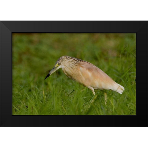 Kenya Squacco heron bird in green grass Black Modern Wood Framed Art Print by Williams, Joanne