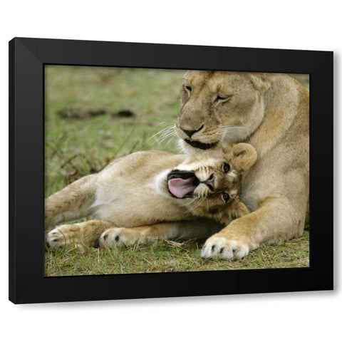Kenya, Masai Mara, African lioness with cub Black Modern Wood Framed Art Print by Morris, Arthur