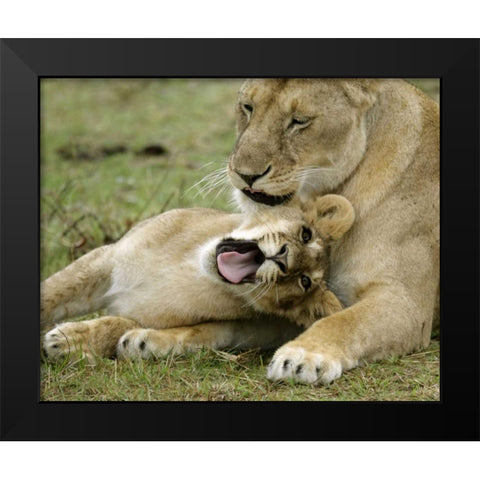 Kenya, Masai Mara, African lioness with cub Black Modern Wood Framed Art Print by Morris, Arthur